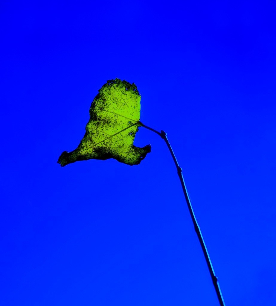 GreenLeafOnSereneBlueSky