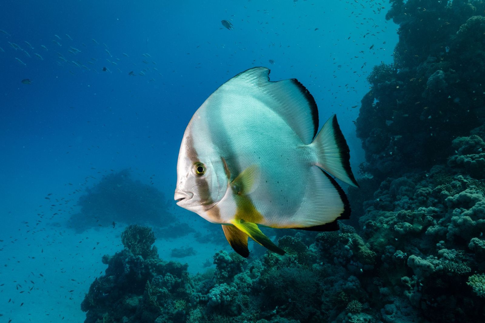 MarsaAlam